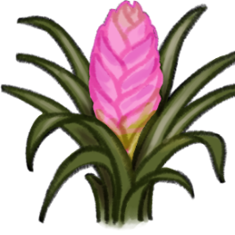 Tillandsia