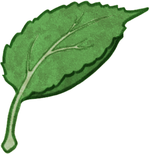 Dessin d'une feuille de pommetier