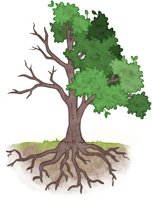 Dessin d'un pommetier dont seule la moitié droite est en feuilles.