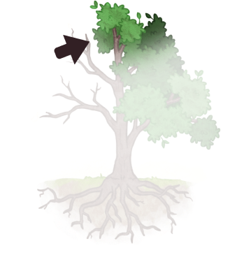 Illustration of a tree crown