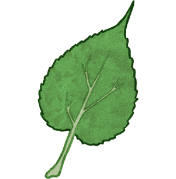 Dessin d'une feuille