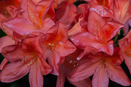 Photographie en gros plan de délicates azalées rouges.