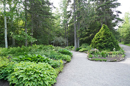 Sur cette photographie couleur, un sentier de gravier gris permet de distinguer deux platebandes du Jardin d’accueil. Au premier plan, la platebande de gauche se démarque avec ses plantes vertes touffues et ses buissons. Un bouleau et des épinettes se trouvent au fond. Quelques fleurs roses et blanches parsèment cette zone du jardin.