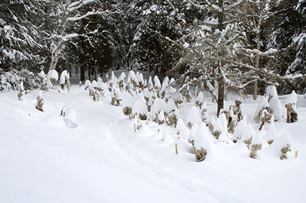 Sur cette photo hivernale, le Jardin des pavots bleus est enseveli sous la neige. Au fond, les branches des arbres sont couvertes de neige et des toiles protègent des plants de pavots.