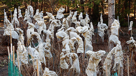 Au premier plan de cette photographie printanière, une vingtaine de plants de pavots bleus sont recouverts d’un abri protecteur contre les intempéries hivernales. Les bâtons placés autour des plants portent une toile qui forme une protection contre le poids de la neige et le froid.