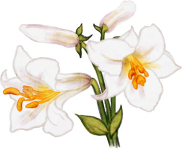 Dessin d'un lis royal