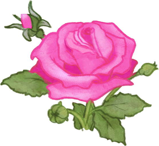 Illustration of a rose.