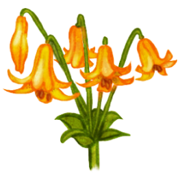 Illustration d’un lis du Canada orangé