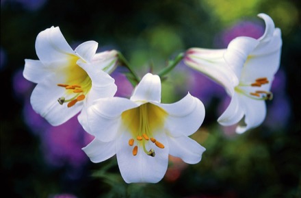 Photographie d’un gros plan sur les fleur de lis.