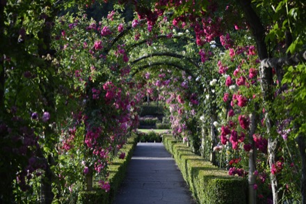 Sur cette photographie couleur, un sentier de dalles occupe le centre, surplombé par des arches de rosiers. Ces arches bordent le sentier. Les rouges et les roses flamboyants égayent le jardin. Les roses, nombreuses, sont au maximum de leur floraison.