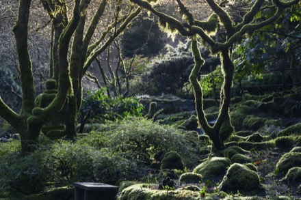 Sur cette photographie en couleur, le vert et le manque de luminosité dominent. Au premier plan, un banc en pierre est entouré d’arbustes et de petits plants. Les arbres sont dénudés : ils ont perdu leurs feuilles. Un hiver doux transparaît sur cette image.