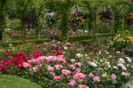 Sur cette photographie couleur, le Jardin de roses se démarque par l’abondance des fleurs. Au fond, on voit un sentier que surplombent des arches de rosiers. Des jardinières de fleurs colorées sont suspendues aux arches. Au premier plan, des rosiers rouges, blancs, jaunes et roses sont nombreux.