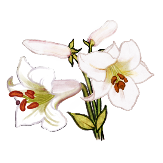 Illustration d’un lis ‘George C. Creelman’