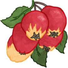 Dessin de fruit du pommetier.