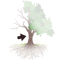 Dessin d'un tronc d'arbre