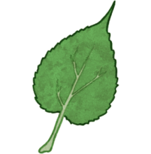 Dessin d'une feuille