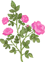 Lorem ipsum dolor sit amet