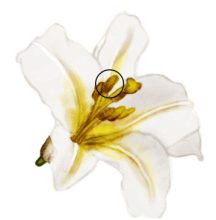 Dessin d'un étamine